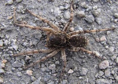 Jak vypadá pavouk vlčí a jak nebezpečný - druhy a chování ve volné přírodě