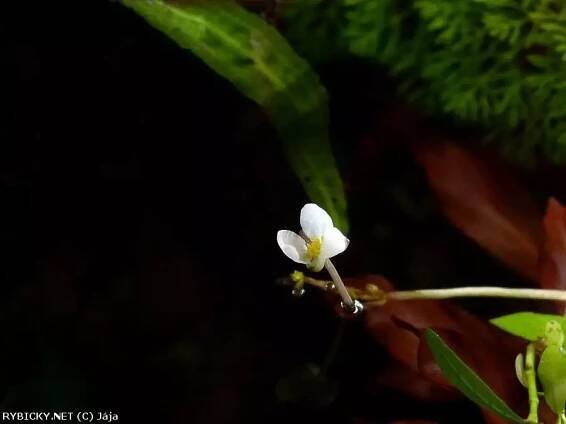 Sagittaria subulata - šípatka šídlatá