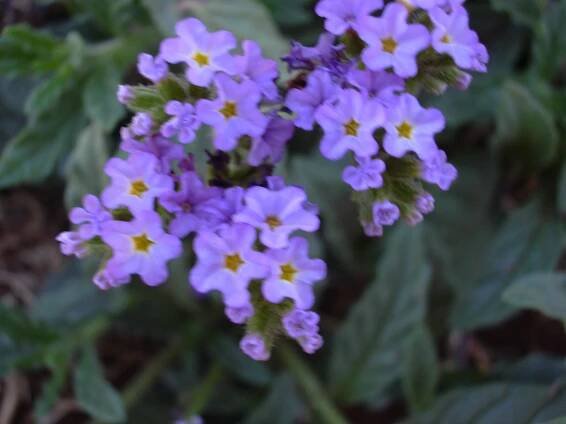 Heliotropium amplexicaule