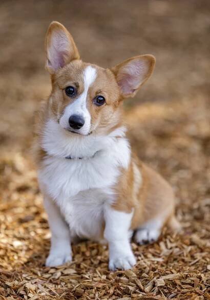 Pembroke Welsh Corgi Female Puppy. Off-Leash Dog Park In Northern California.