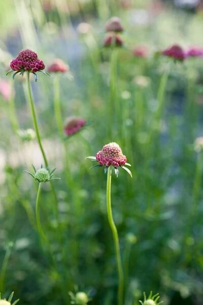 Consulting | Flower Farmers and Entrepreneurs — Flathead Farmworks
