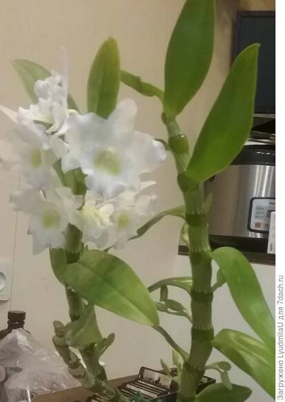 Dendrobium Nobile Orchid: Pěstování, péče a reprodukce doma