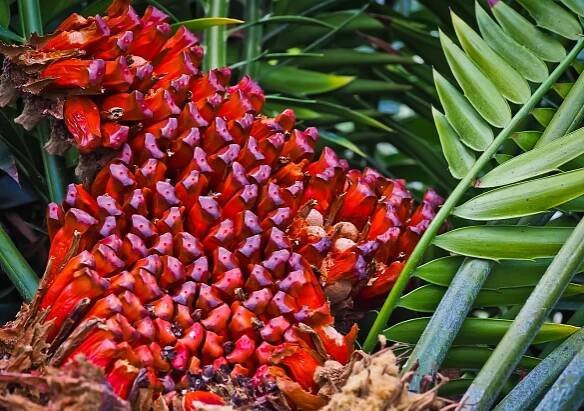 Cykasy, Cycad, Žijící Fosilie