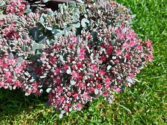 Kvetoucí Sedum cauticola Lidakense