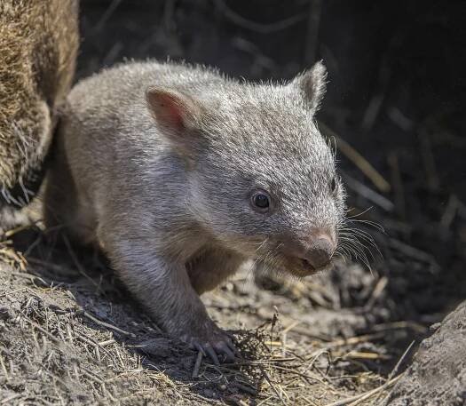 File:Common wombat (Vombatus ursinus tasmaniensis) juvenile Maria Island.jpg