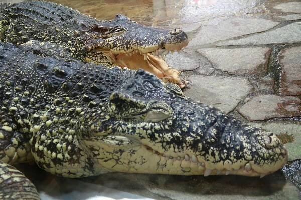 Krokodýlí ZOO Protivín - Jihočeský kraj