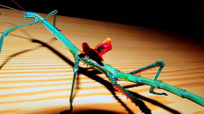 Strašilky | Achrioptera fallax_DRUHY