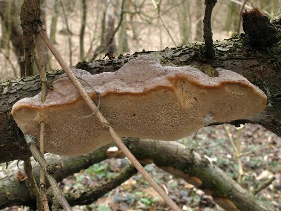 Hymenochaetaceae - kožovkovité - myko.cz