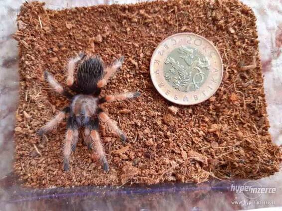 Sklípkan Brachypelma boehmei - odrostlá mláďata - foto 3