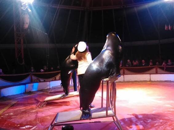 OBRAZEM: Cirkus Humberto bude v Ostravě do neděle