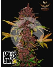 lsd25 marihuana