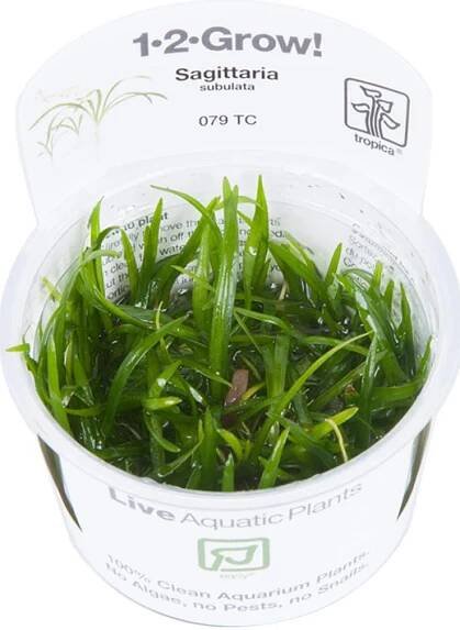 Tropica 1-2-Grow Sagittaria Subulata od 149 Kč