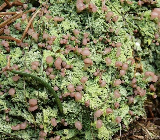 Baeomyces