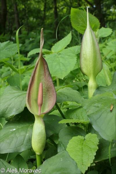 Arum cylindraceum – árón východní