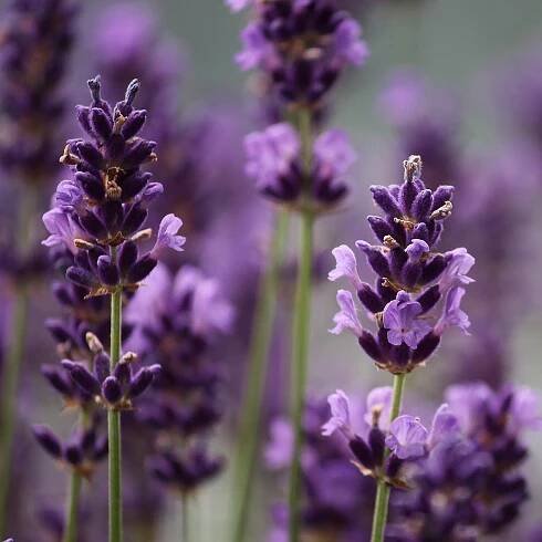 Regenerační krém proti parazitům NEDEMOD | AROMAFAUNA