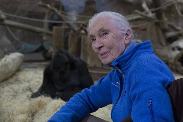Jane Goodall v Zoo Praha