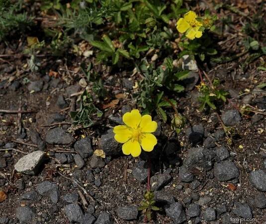 Mochna plazivá (Potentilla reptans)