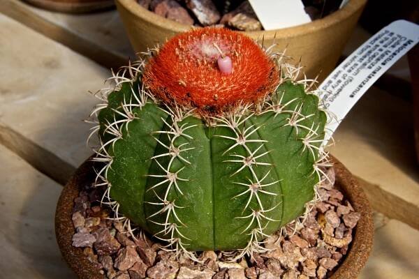Melocactus matanzanus