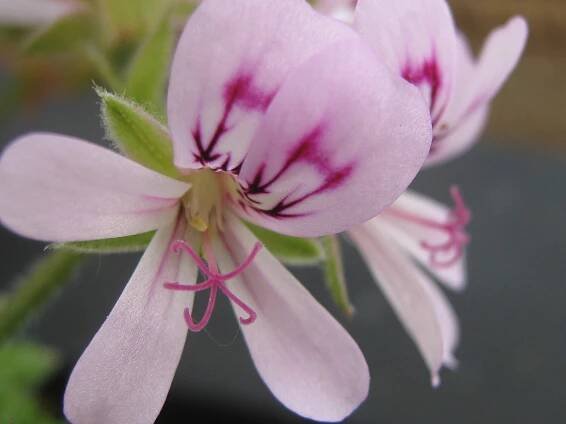 Soubor:Pelargonium-graveolens1.JPG