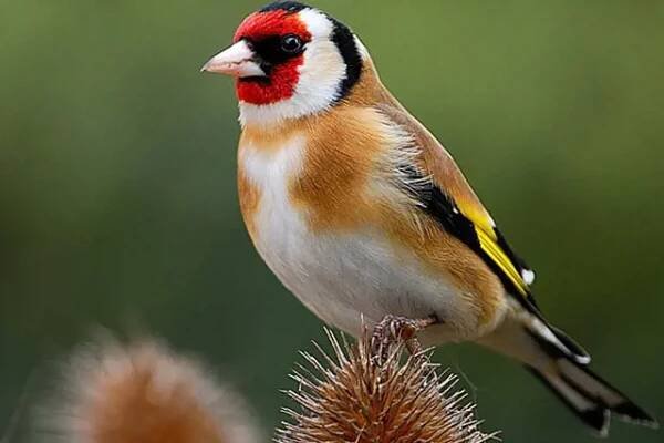 stehlík obecný (Carduelis carduelis)