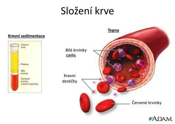 PPT - Tělní tekutiny a oběhová soustava obratlovců PowerPoint Presentation - ID:5965048