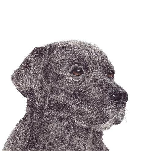 Labrador