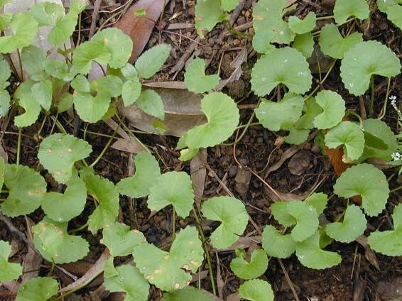 File:Starr 020803-0094 Centella asiatica.jpg - Wikimedia Commons