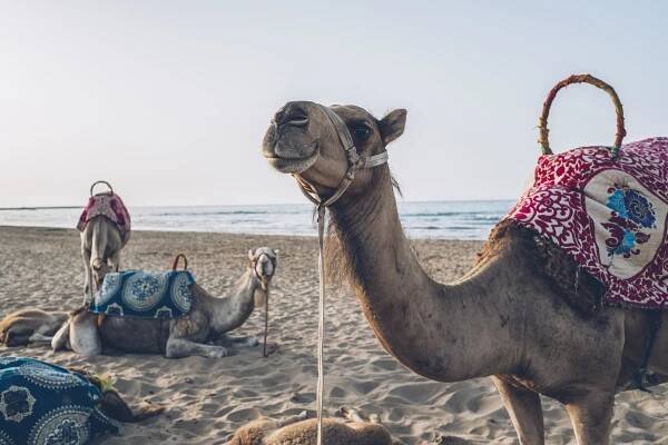Hotel Iberostar Waves Saïdia Exteriér fotografie Arabian camels on the beach in Agadir, Morocco
