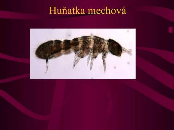 Huňatka mechová 
 