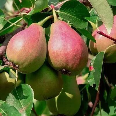 Obrázek produktu pro Pyrus communis 'Bonne Louise d'Avranches', hrušeň, 5litrový květináč