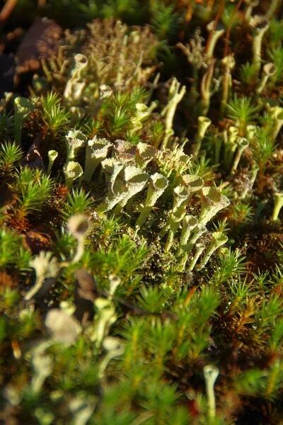 Cladonia carneola