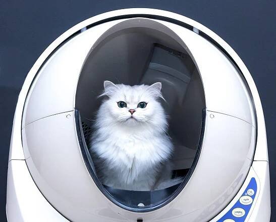 White cat inside a Litter Robot 3