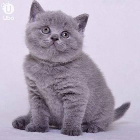 Prodám čistokrevné kotě - holčičku - britské modré kočky, 2měsíční (4000 Kč)