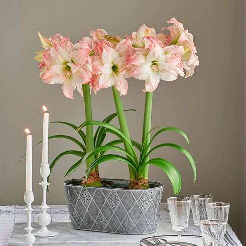 Amaryllis 'Aphrodite'