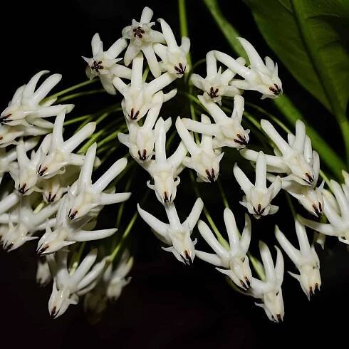 Hoya multiflora white - rooted cutting