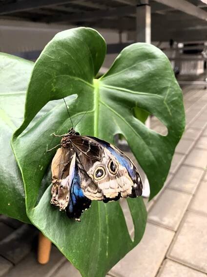 Flora Úvalno - výstava orchidejí a motýlů aneb výlet do Úvalna