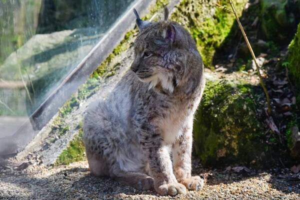 Liberecká zoo připravila Den Země. Děti poznaly blíže zvířata a pekly placky