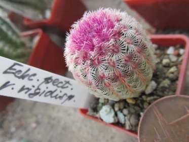 kaktusy echinocereus pectinatus v rigidissimus - Dům a zahrada