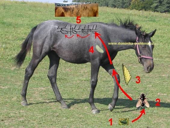 Nemoci koní: Střečci