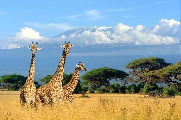 Tanzania | Serengeti NP