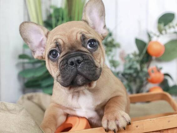Can a Frenchie have 9 puppies-2