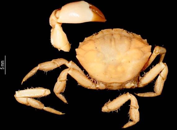 Paraxanthodes