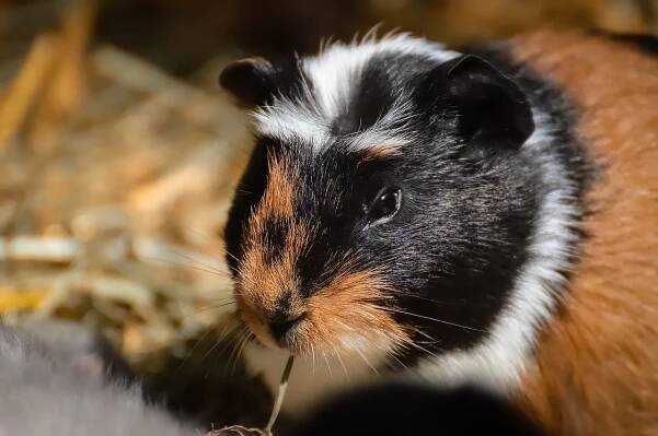 La cobaya crestada es una variante de la cobaya americana