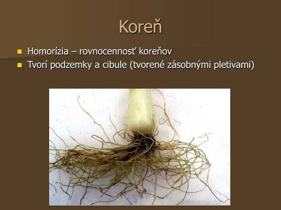 PPT - Rastliny z čeľade ľaliovité PowerPoint Presentation, free download - ID:4722995