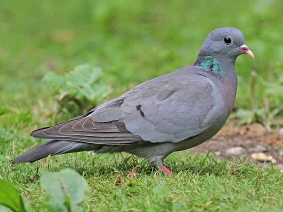 The Best of Nature - Dove