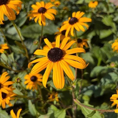 Třapatka je brilantní zlatá 'Goldsturm'; velká sazenice (Rudbeckia fulgida)