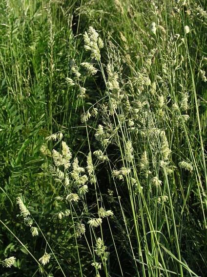 Srha laločnatá (říznačka) - Dactylis glomerata