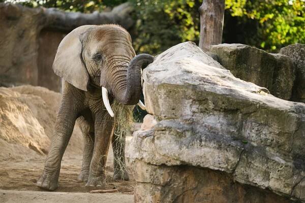 Elefant Anke Wolten-Thom Gras