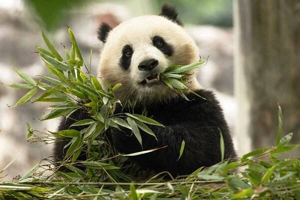 Pandas Will Return to the National Zoo in Washington D.C. by the End of 2024