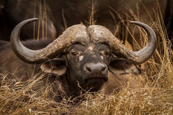 SOUTH AFRICA 